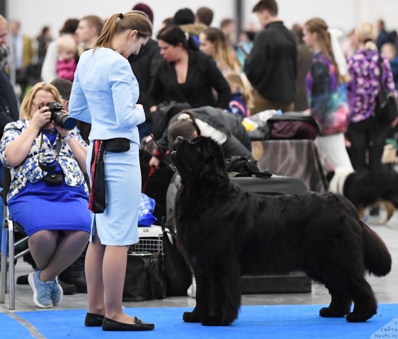 Фото: ньюфаундленд Aquatoriya Kelvin Zhasmin (Акватория Келвин Жасмин)