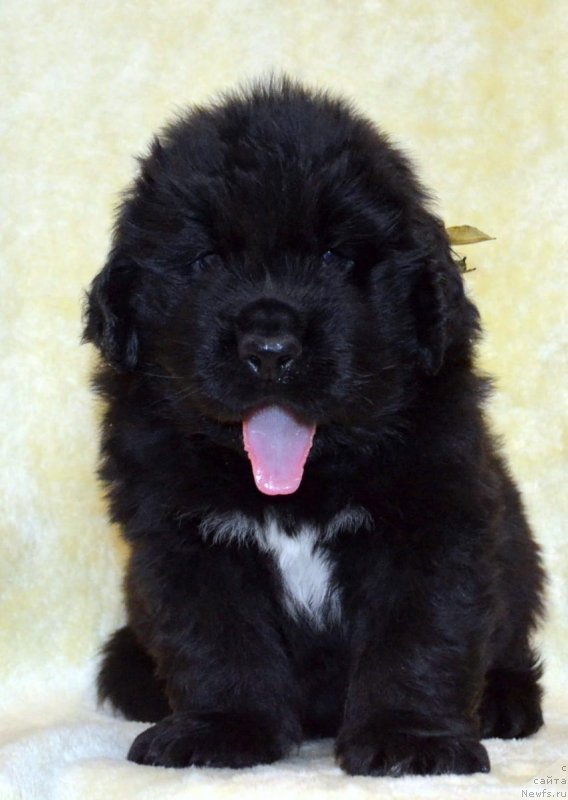 Фото: ньюфаундленд May Frend N'yufi Korsar Dreyk (Май Френд Ньюфи Корсар Дрейк)