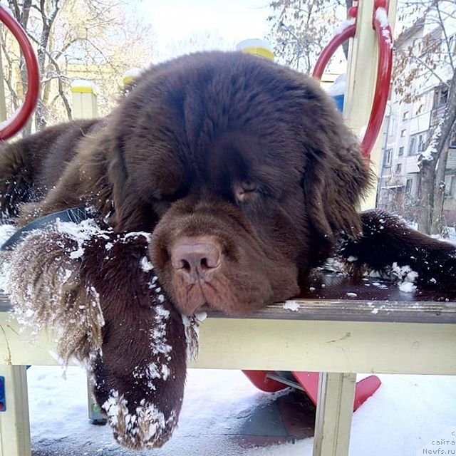 Фото: ньюфаундленд Graf Gulliver iz Zamka Melvin (Граф Гулливер из Замка Мелвин)