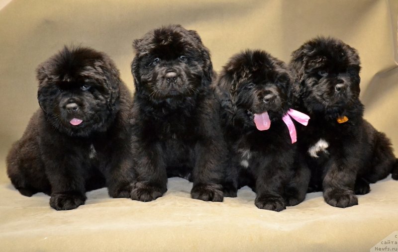 Фото: Дети от, ньюфаундленд Nezhnaya Karamelka Fiona (Нежная Карамелька Фиона), ньюфаундленд Sent Djons Exclusive (Сент Джонс Эксклюзив)