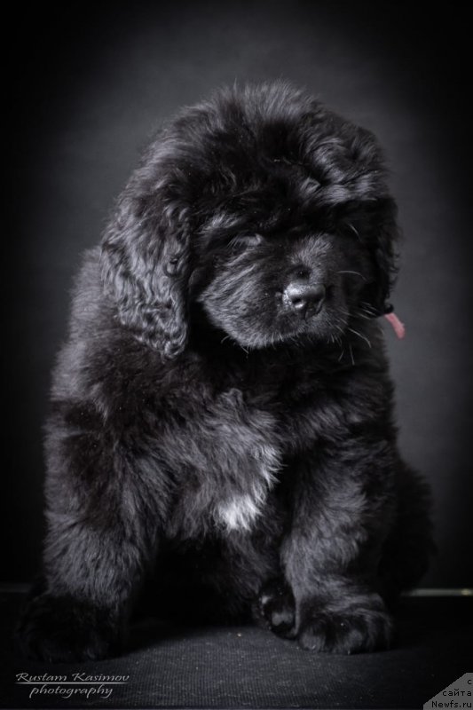 Фото: Щенок от, ньюфаундленд Nezhnaya Karamelka Fiona (Нежная Карамелька Фиона), ньюфаундленд Sent Djons Exclusive (Сент Джонс Эксклюзив)