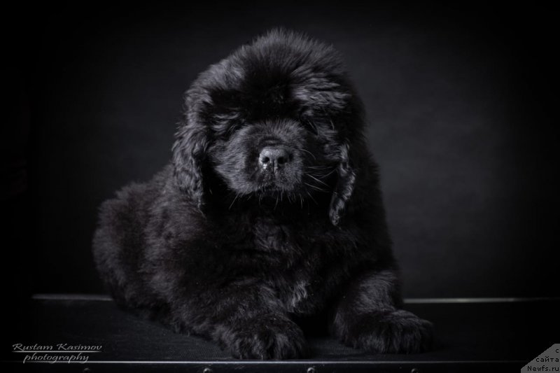 Фото: Щенок от, ньюфаундленд Nezhnaya Karamelka Fiona (Нежная Карамелька Фиона), ньюфаундленд Sent Djons Exclusive (Сент Джонс Эксклюзив)