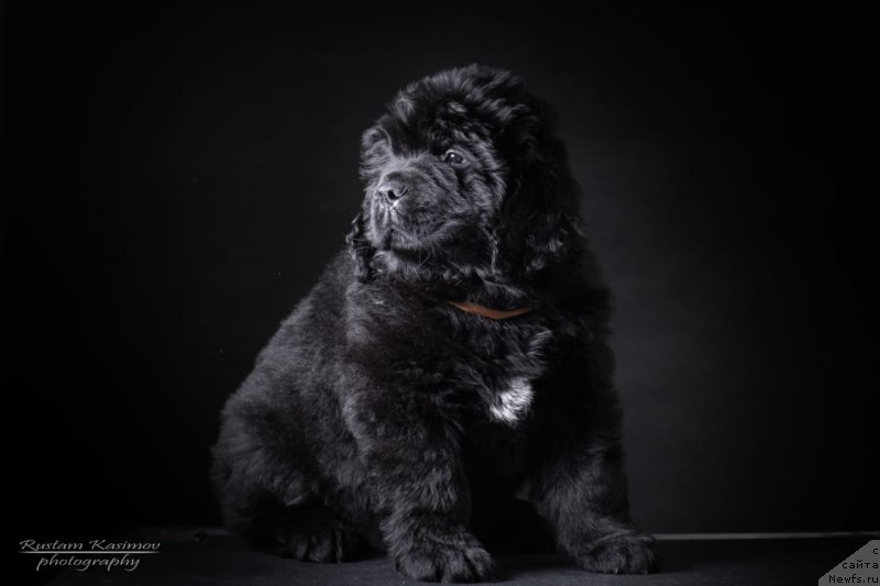Фото: Щенок от, ньюфаундленд Nezhnaya Karamelka Fiona (Нежная Карамелька Фиона), ньюфаундленд Sent Djons Exclusive (Сент Джонс Эксклюзив)