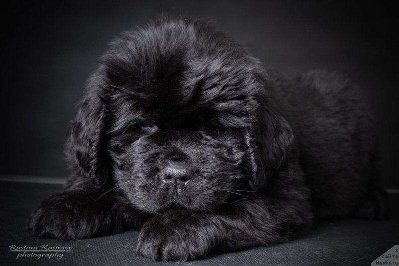 Фото: Щенок от, ньюфаундленд Nezhnaya Karamelka Fiona (Нежная Карамелька Фиона), ньюфаундленд Sent Djons Exclusive (Сент Джонс Эксклюзив)