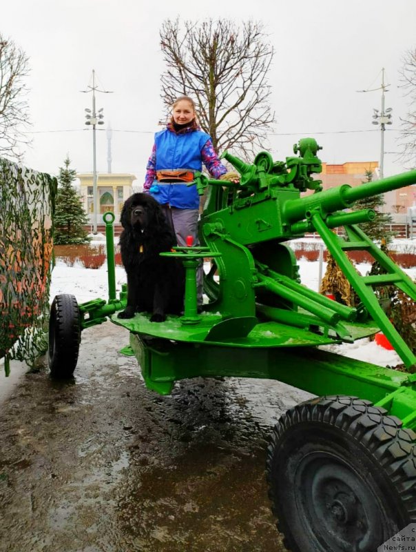 Фото: ньюфаундленд Chernyj Chank s Berega Dona (Черный Чанк с Берега Дона), Irina Skladnova (Ирина Складнова)