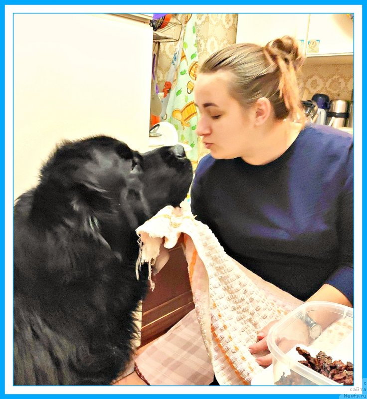 Фото: ньюфаундленд Beguschaya po Volnam Shaman (Бегущая по Волнам Шаман), Ксюша