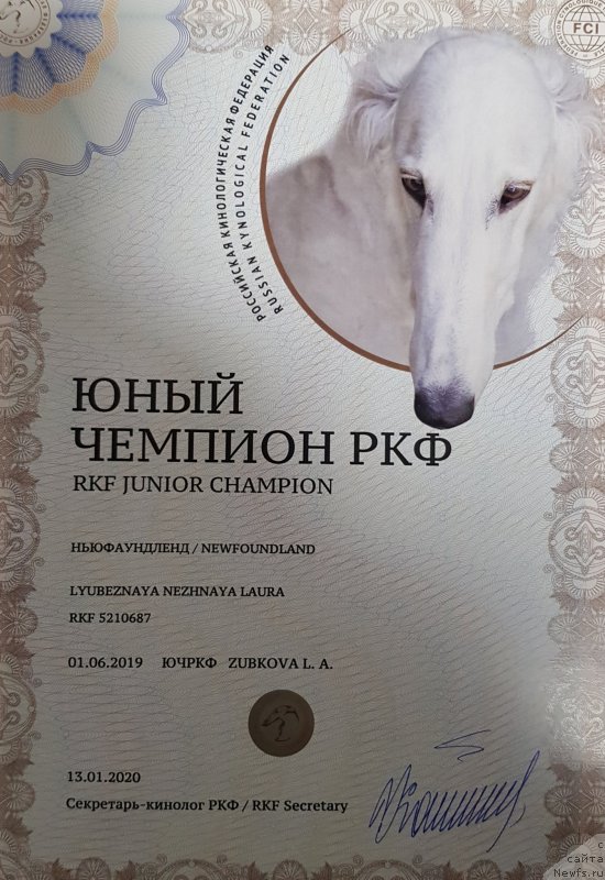 Фото: ньюфаундленд Lyubeznaya Nezhnaya Laura (Любезная Нежная Лаура)