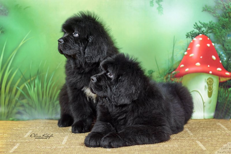 Фото: ньюфаундленд Special Girl (Специал Герл), ньюфаундленд Much Better Kilnioji Sirdis