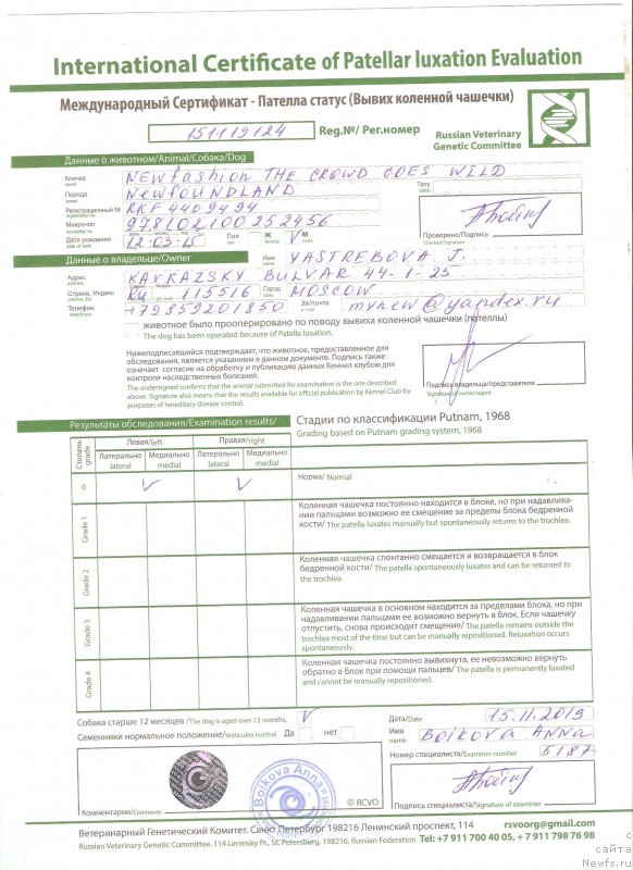 Фото: ньюфаундленд Newfashion The Crowd Goes Wild