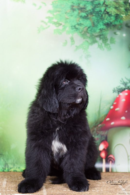Фото: ньюфаундленд Special Girl (Специал Герл), ньюфаундленд Much Better Kilnioji Sirdis