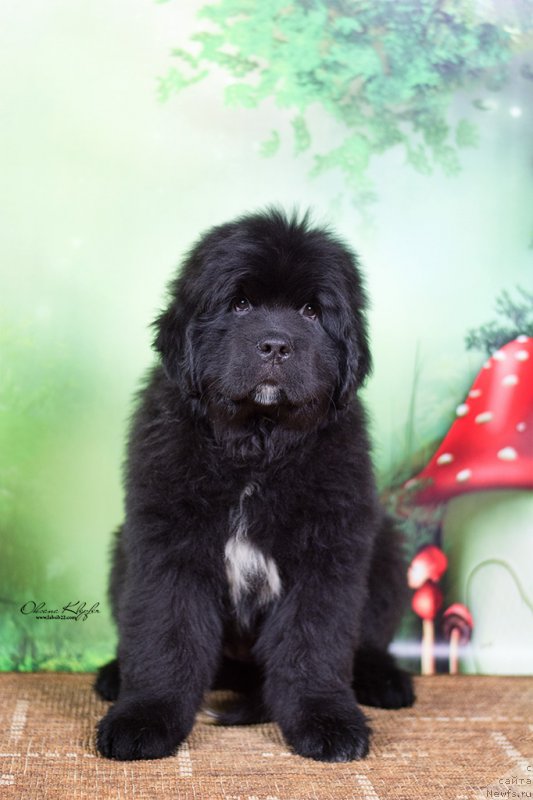 Фото: ньюфаундленд Much Better Kilnioji Sirdis, ньюфаундленд Special Girl (Специал Герл)