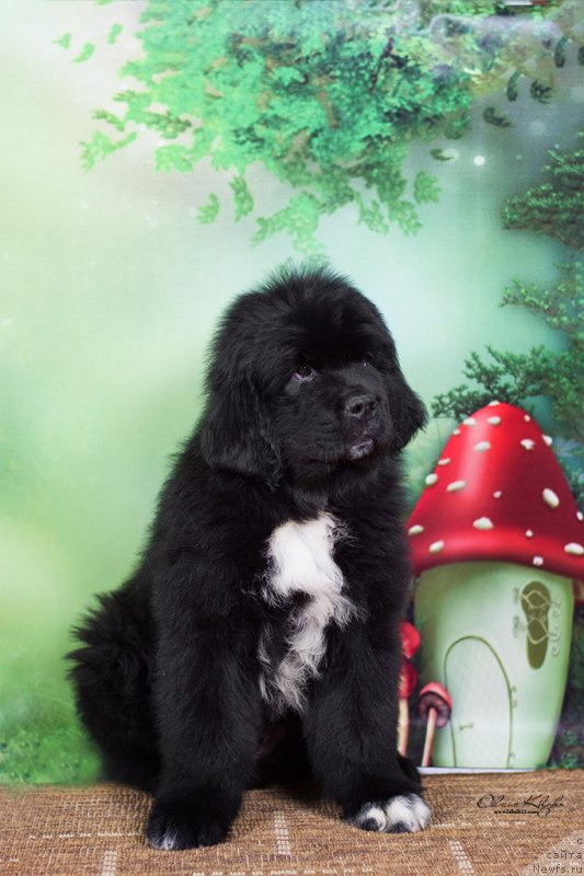 Фото: ньюфаундленд Special Girl (Специал Герл), ньюфаундленд Much Better Kilnioji Sirdis