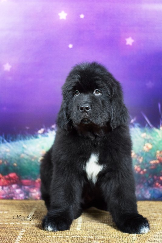 Фото: ньюфаундленд Special Girl (Специал Герл), ньюфаундленд Much Better Kilnioji Sirdis