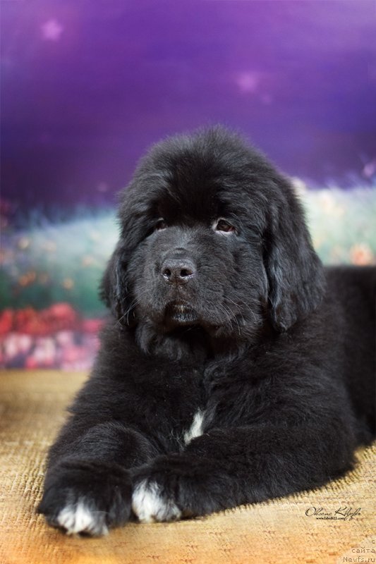 Фото: ньюфаундленд Much Better Kilnioji Sirdis, ньюфаундленд Special Girl (Специал Герл)