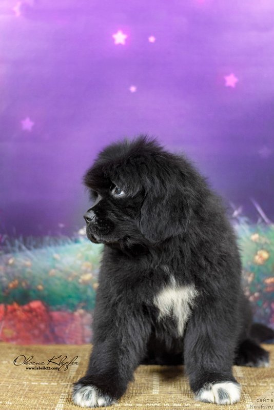 Фото: ньюфаундленд Special Girl (Специал Герл), ньюфаундленд Much Better Kilnioji Sirdis