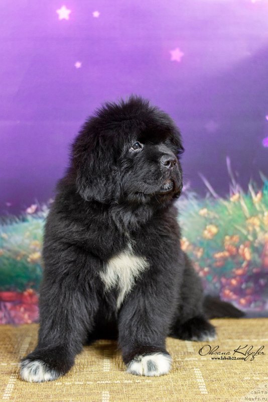 Фото: ньюфаундленд Special Girl (Специал Герл), ньюфаундленд Much Better Kilnioji Sirdis
