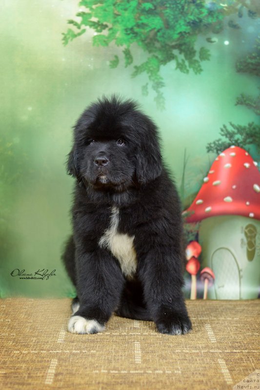 Фото: ньюфаундленд Special Girl (Специал Герл), ньюфаундленд Much Better Kilnioji Sirdis