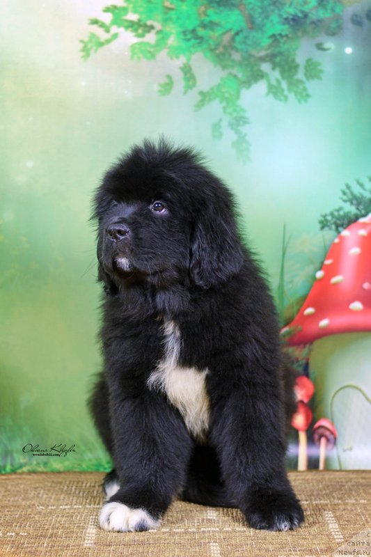 Фото: ньюфаундленд Special Girl (Специал Герл), ньюфаундленд Much Better Kilnioji Sirdis