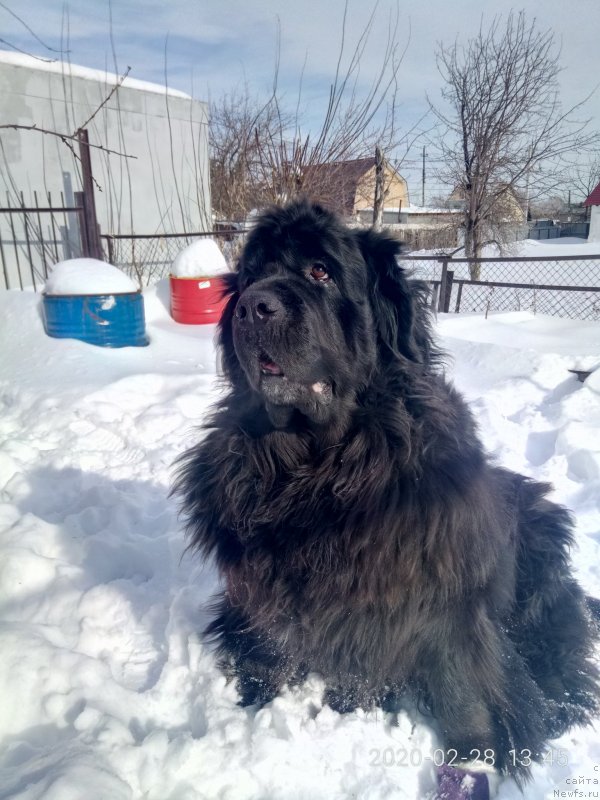 Фото: ньюфаундленд Ugryum Reka iz Tihogo Omuta (Угрюм Река Из Тихого Омута)