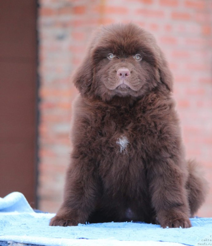 Фото: ньюфаундленд Super Premium Garfild (Супер Премиум Гарфилд)