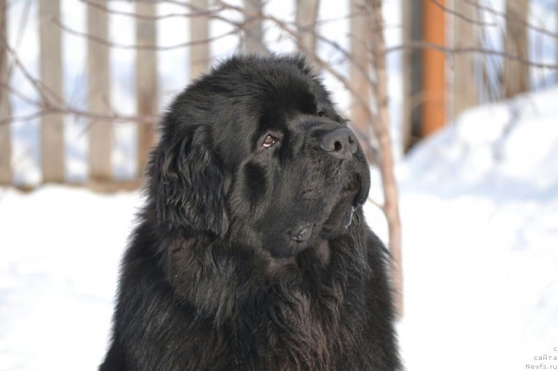 Фото: ньюфаундленд Vyatskiy Medved Prohor (Вятский Медведь Прохор)