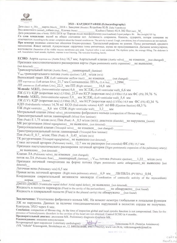 Фото: ньюфаундленд Sent Djons i'm Russian Model (Сент Джонс И’м Руссиан Модель)