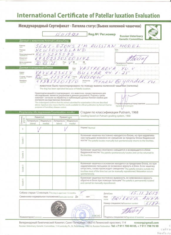 Фото: ньюфаундленд Sent Djons i'm Russian Model (Сент Джонс И’м Руссиан Модель)