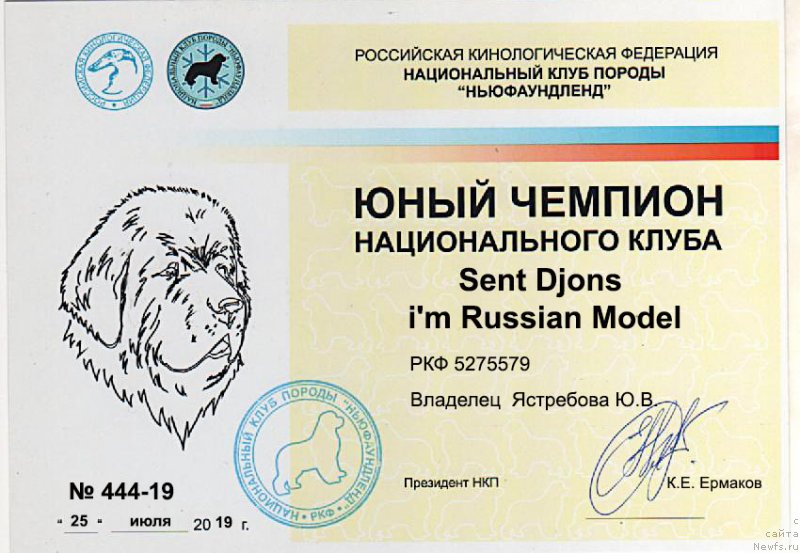 Фото: ньюфаундленд Sent Djons i'm Russian Model (Сент Джонс И’м Руссиан Модель)