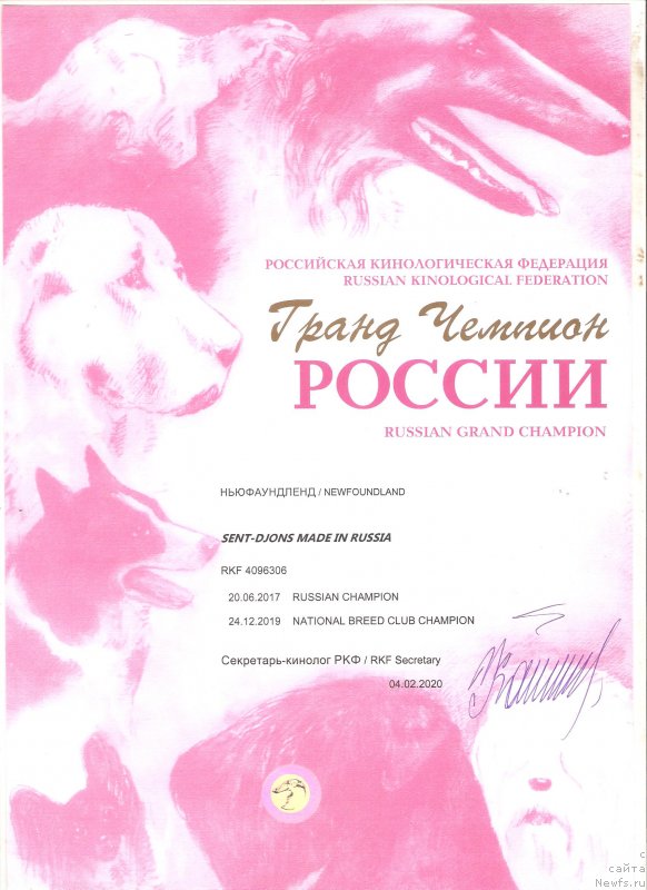Фото: ньюфаундленд Sent Djons Made in Russia (Сент Джонс Мейд ин Руссия)