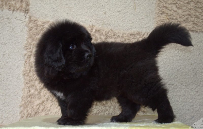 Фото: ньюфаундленд May Frend N'yufi Komandor Kruzo (Май Френд Ньюфи Командор Крузо)