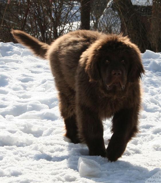 Фото: ньюфаундленд Lesnaya Skazka Koldovskoy Roman (Лесная Сказка Колдовской Роман)