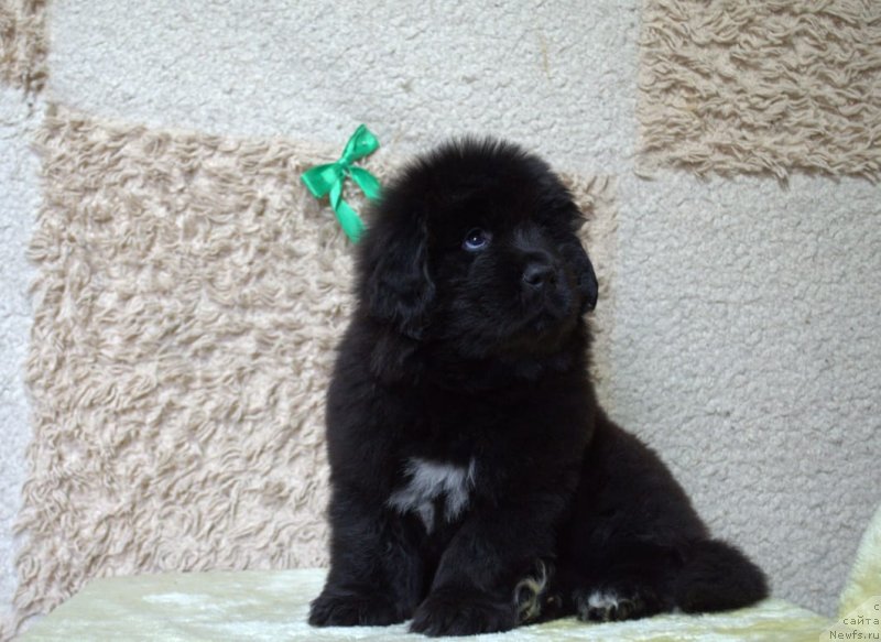 Фото: ньюфаундленд May Frend N'yufi Komandor Kruzo (Май Френд Ньюфи Командор Крузо)