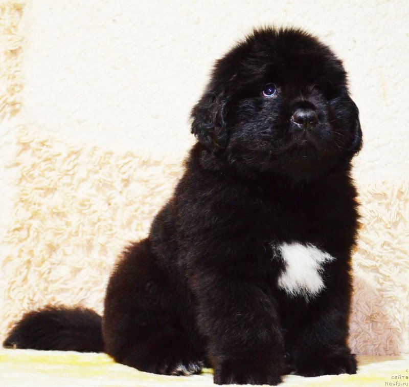 Фото: ньюфаундленд May Frend N'yufi Korsar Dreyk (Май Френд Ньюфи Корсар Дрейк)