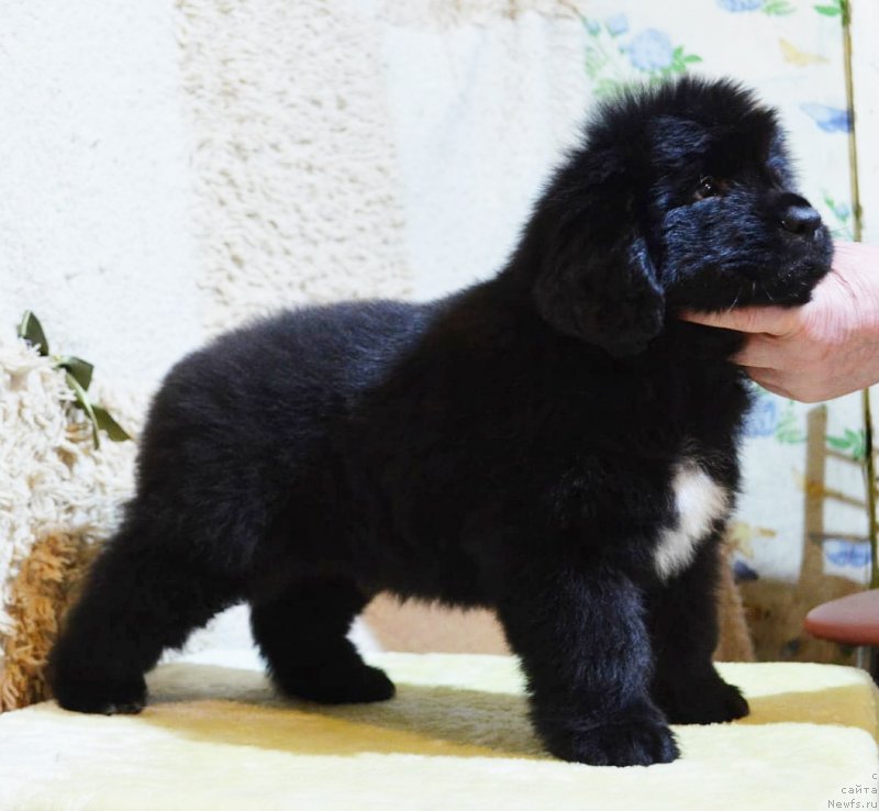 Фото: ньюфаундленд May Frend N'yufi Korsar Dreyk (Май Френд Ньюфи Корсар Дрейк)