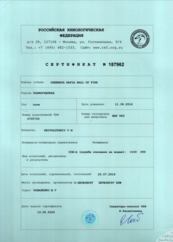 Фото: ньюфаундленд Chernaya Mafia Ball of Fire (Черная Мафия Балл оф Фире)