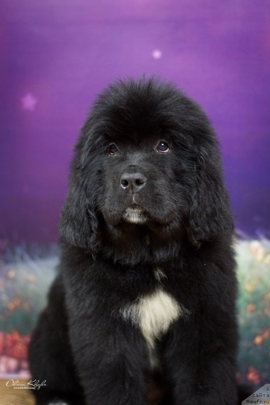 Фото: ньюфаундленд Special Girl (Специал Герл), ньюфаундленд Much Better Kilnioji Sirdis