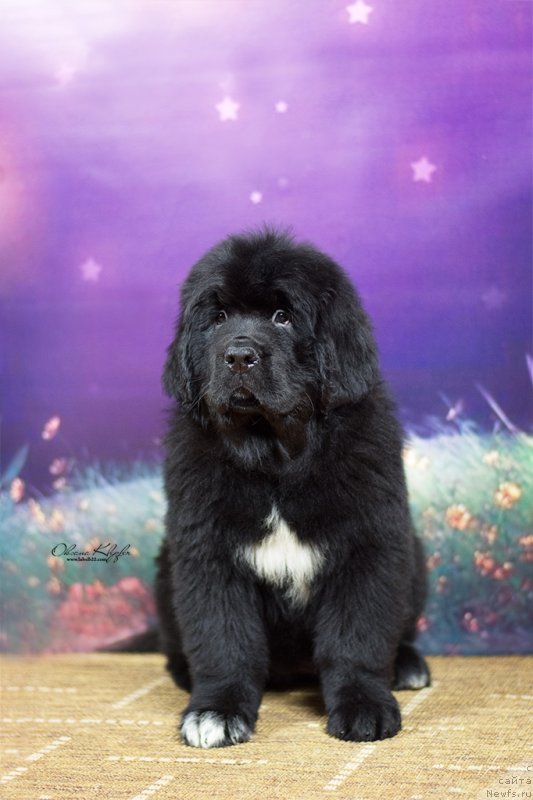 Фото: ньюфаундленд Special Girl (Специал Герл), ньюфаундленд Much Better Kilnioji Sirdis