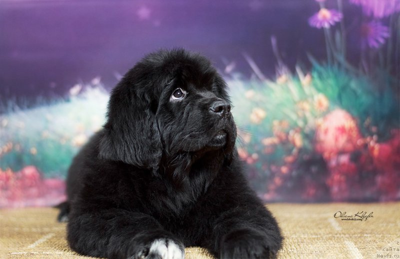 Фото: ньюфаундленд Special Girl (Специал Герл), ньюфаундленд Much Better Kilnioji Sirdis