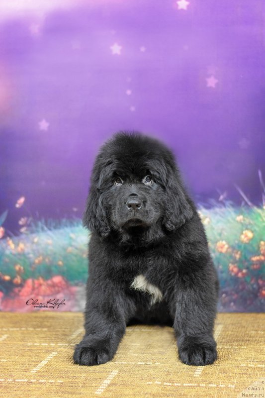 Фото: ньюфаундленд Special Girl (Специал Герл), ньюфаундленд Much Better Kilnioji Sirdis