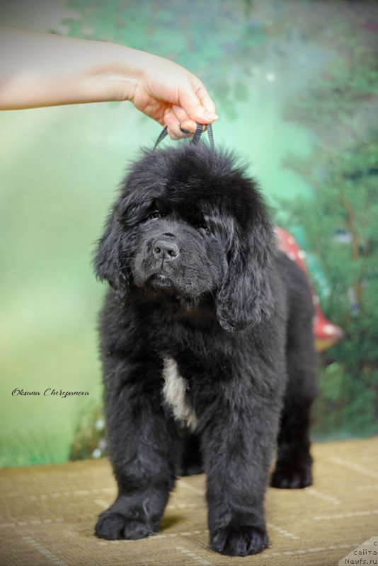 Фото: ньюфаундленд Special Girl (Специал Герл), ньюфаундленд Much Better Kilnioji Sirdis