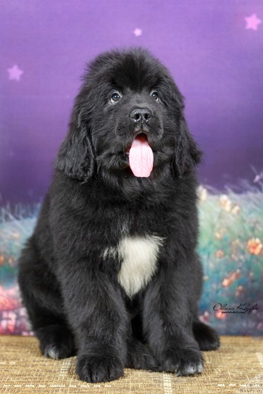 Фото: ньюфаундленд Special Girl (Специал Герл), ньюфаундленд Much Better Kilnioji Sirdis