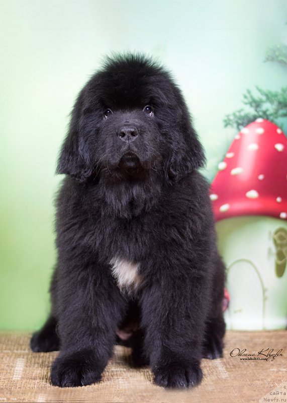 Фото: ньюфаундленд Special Girl (Специал Герл), ньюфаундленд Much Better Kilnioji Sirdis