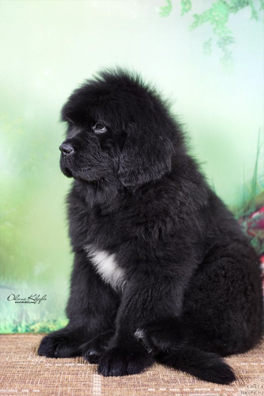 Фото: ньюфаундленд Special Girl (Специал Герл), ньюфаундленд Much Better Kilnioji Sirdis