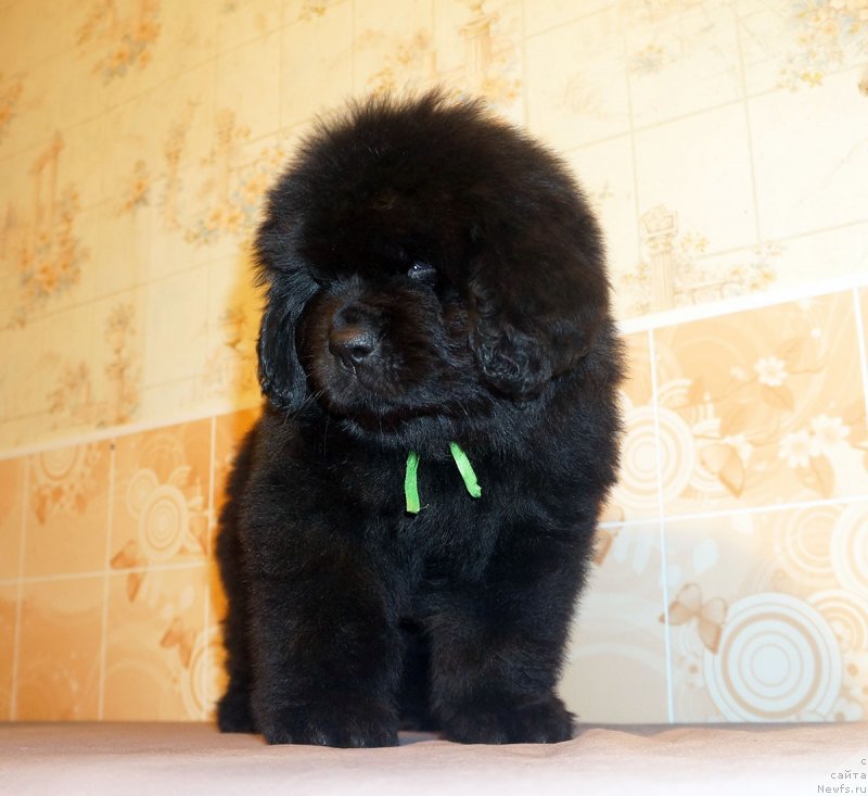 Фото: ньюфаундленд Stardi Kollekshn Elizaveta (Старди Коллекшн Елизавета)