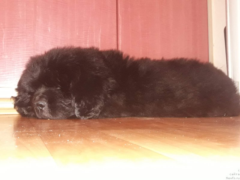 Фото: ньюфаундленд Stardi Kollekshn Elizaveta (Старди Коллекшн Елизавета)