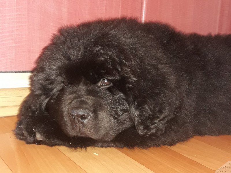 Фото: ньюфаундленд Stardi Kollekshn Elizaveta (Старди Коллекшн Елизавета)