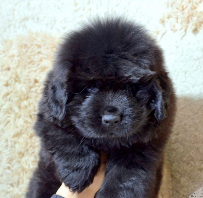 Фото: ньюфаундленд May Frend N'yufi Komandor Kruzo (Май Френд Ньюфи Командор Крузо)