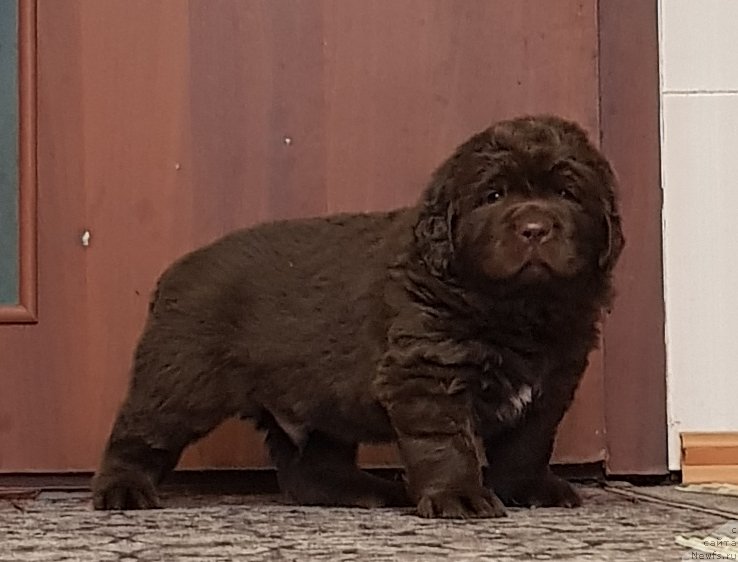 Фото: ньюфаундленд Sober-Oash Nikson dlya Vyatskogo Medvedya (Собер-Оаш Никсон для Вятского Медведя)