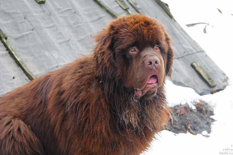 Фото: ньюфаундленд Obush Shed Myod Slashche Yantarya (Обуш Шед Мёд Слаще Янтаря)