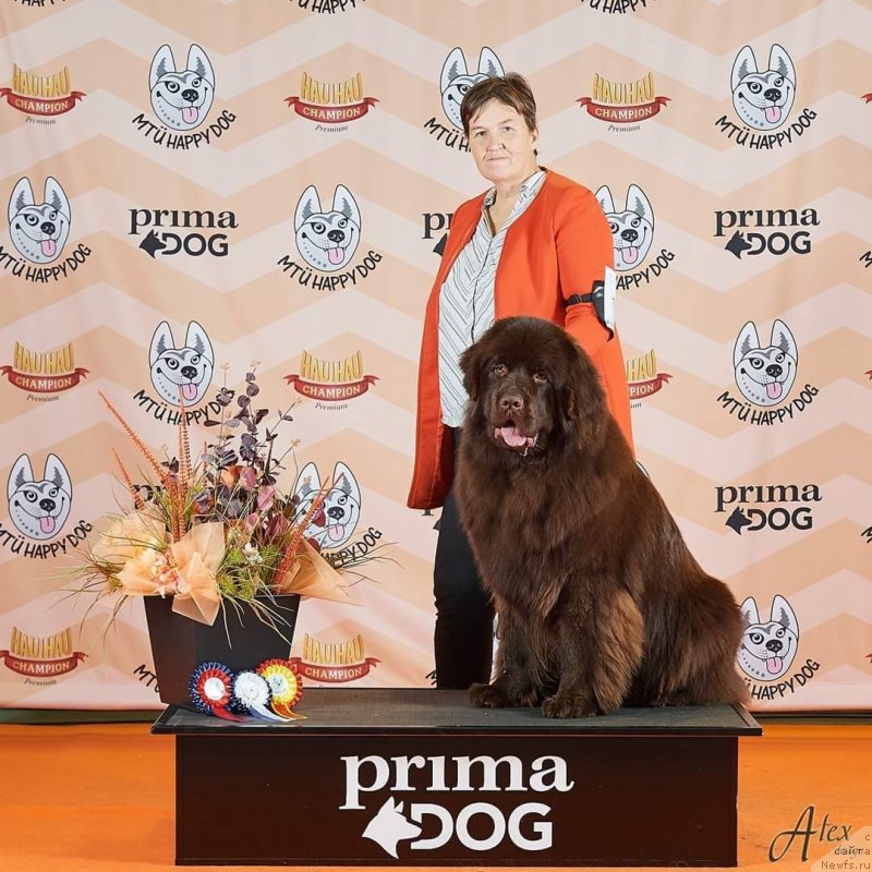 Фото: ньюфаундленд Obush Shed Made in Ural (Обуш Шед Мэйд ин Юрал)